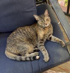 Lost Female Cat last seen Brook Highland near Hwy 280, Birmingham, AL 35242