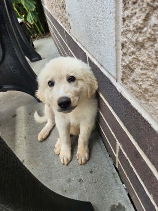 Shelter Stray Female Dog last seen Near Windsor Oak Dr, Doraville, GA 30340, 30340, GA, 3280 Chamblee Dunwoody Rd, Chamblee, GA 30341, USA