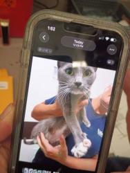 Shelter Stray Female Cat last seen Near Fulton Industrial Blvd, Atlanta, GA, 1251 Fulton Industrial Blvd NW, Atlanta, GA 30336, USA