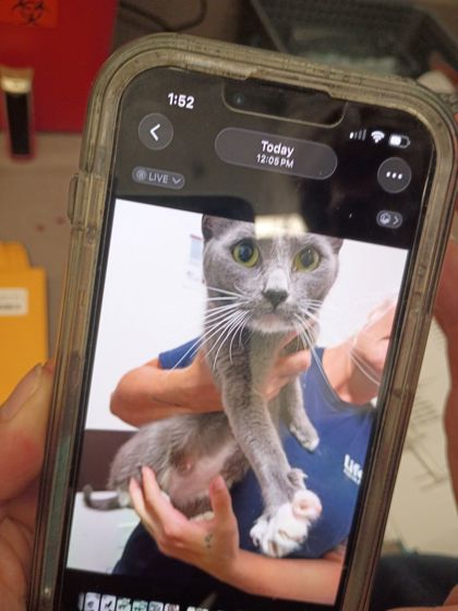 Shelter Stray Female Cat last seen Near Fulton Industrial Blvd, Atlanta, GA, 1251 Fulton Industrial Blvd NW, Atlanta, GA 30336, USA