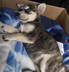 Shelter Stray Female Dog last seen Near Mercer Rd, Decatur, GA 30035, 30035, GA, 3280 Chamblee Dunwoody Rd, Chamblee, GA 30341, USA