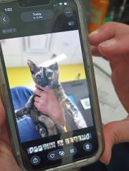 Shelter Stray Female Cat last seen Near Fulton Industrial Blvd, Atlanta, GA, 1251 Fulton Industrial Blvd NW, Atlanta, GA 30336, USA
