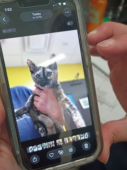 Shelter Stray Female Cat last seen Near Fulton Industrial Blvd, Atlanta, GA, 1251 Fulton Industrial Blvd NW, Atlanta, GA 30336, USA