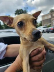 Shelter Stray Female Dog last seen Near Buford Hwy NE, Doraville, GA 30340, 30340, GA, 3280 Chamblee Dunwoody Rd, Chamblee, GA 30341, USA