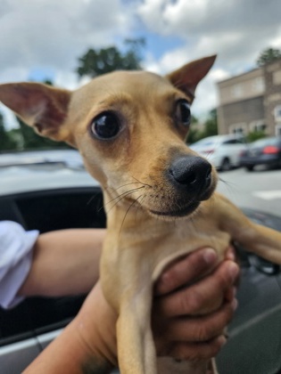 Shelter Stray Female Dog last seen Near Buford Hwy NE, Doraville, GA 30340, 30340, GA, 3280 Chamblee Dunwoody Rd, Chamblee, GA 30341, USA