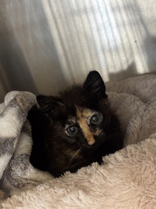 Shelter Stray Female Cat last seen Near Beactree Blvd, Atlanta 30341, 30341, GA, 3280 Chamblee Dunwoody Rd, Chamblee, GA 30341, USA