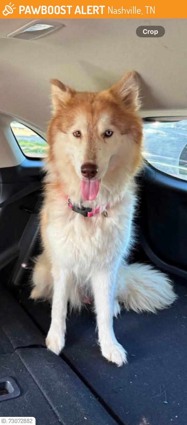 Found/Stray Female Dog last seen Lyle Lane in Woodbine is where she was found., Nashville, TN 37210