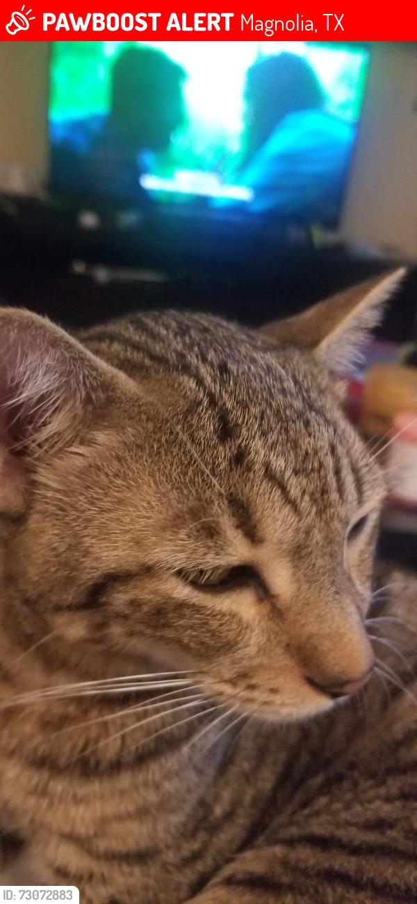 Lost Male Cat last seen Bellini , Magnolia, TX 77355