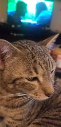 Lost Male Cat last seen Bellini , Magnolia, TX 77355