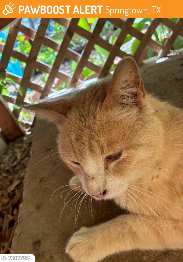 Found/Stray Unknown Cat last seen J E woody, Springtown, TX 76082