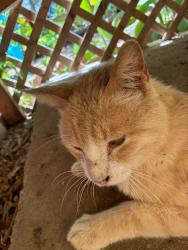 Found/Stray Unknown Cat last seen J E woody, Springtown, TX 76082