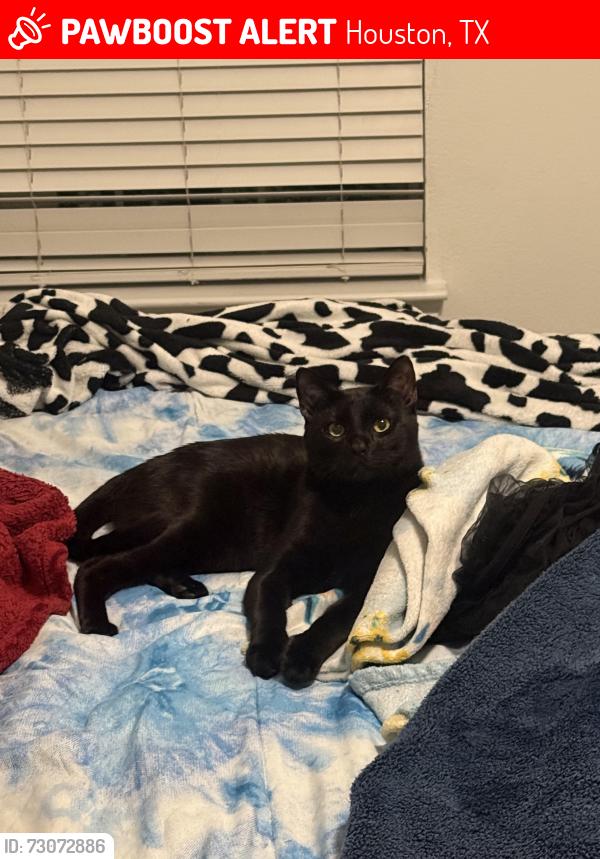 Lost Male Cat last seen Near Aldine Westfield 77093, Houston, TX 77093