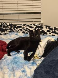 Lost Male Cat last seen Near Aldine Westfield 77093, Houston, TX 77093
