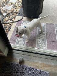 Found/Stray Male Dog last seen Rockledge, Fiske blvs, Rockledge, FL 32955
