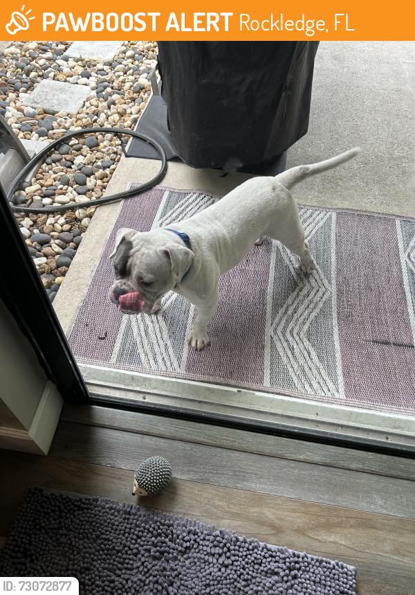 Found/Stray Male Dog last seen Rockledge, Fiske blvs, Rockledge, FL 32955