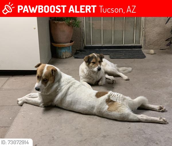 Lost Male Dog last seen 12th and ajo, Tucson, AZ 85713