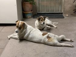 Lost Male Dog last seen 12th and ajo, Tucson, AZ 85713