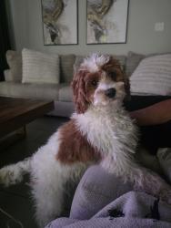 Lost Male Dog last seen Evans- Wortham Oaks, San Antonio, TX 78261
