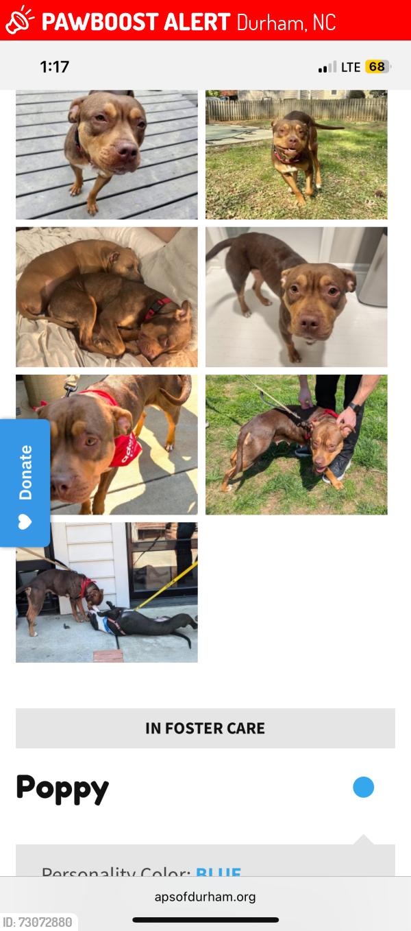 Lost Female Dog last seen MCDougald terrace, Durham, NC 27701