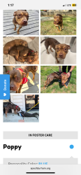 Lost Female Dog last seen MCDougald terrace, Durham, NC 27701