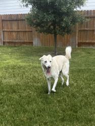 Found/Stray Male Dog last seen Spire VW and Skytex Street, Austin, TX 78744