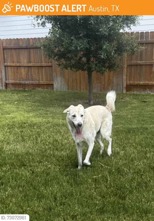 Found/Stray Male Dog last seen Spire VW and Skytex Street, Austin, TX 78744
