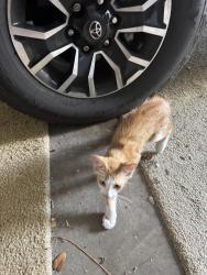 Found/Stray Unknown Cat last seen south end of 65th ter in Parkland, Parkland, FL 33067