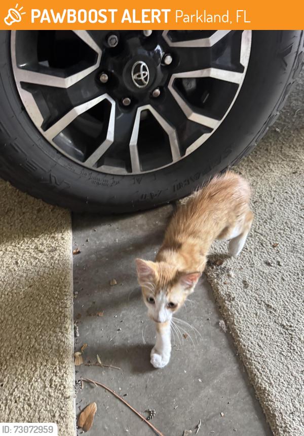 Found/Stray Unknown Cat last seen south end of 65th ter in Parkland, Parkland, FL 33067