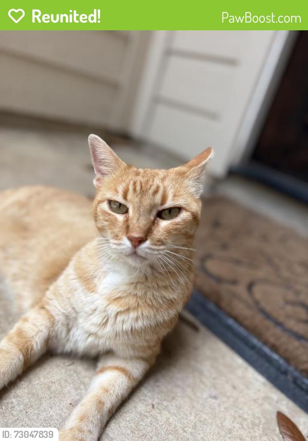 Reunited Unknown Cat last seen Lakecrest Forest, Katy, TX 77493