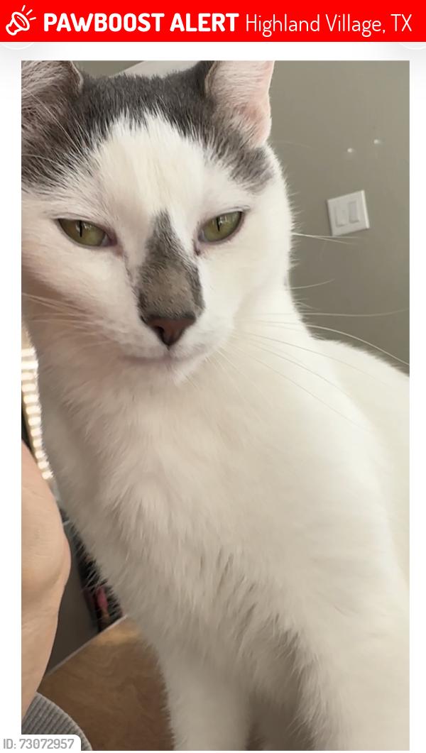 Lost Male Cat last seen Highland Village Rd. and Whittier St., Highland Village, TX 75077