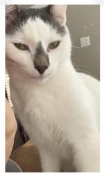 Lost Male Cat last seen Highland Village Rd. and Whittier St., Highland Village, TX 75077