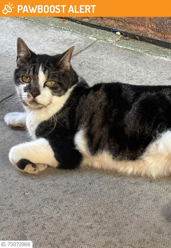 Found/Stray Male Cat last seen Mitcham Eastfields , Greater London, England 