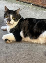 Found/Stray Male Cat last seen Mitcham Eastfields , Greater London, England 