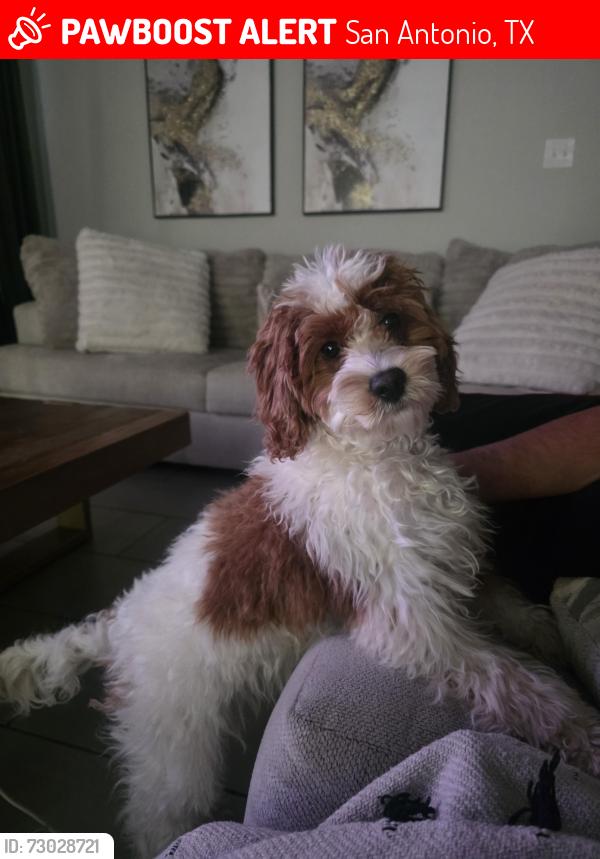 Lost Male Dog last seen Evans- Wortham Oaks, San Antonio, TX 78261