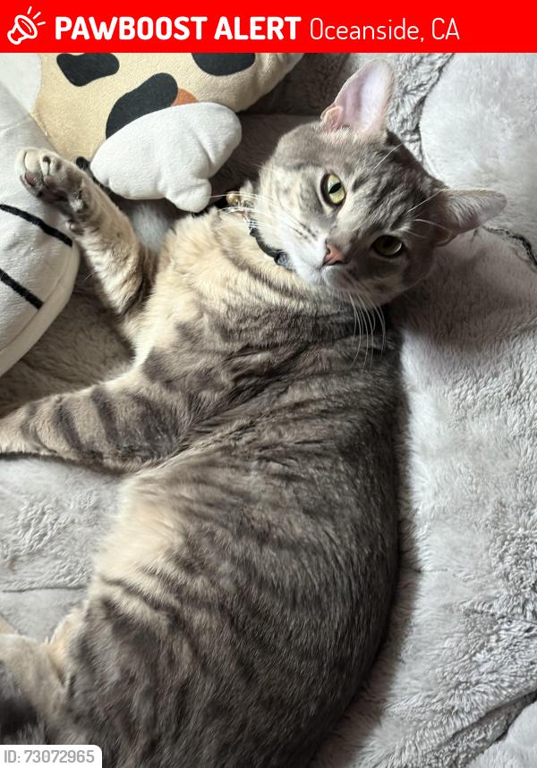 Lost Male Cat last seen Rivertree Dr Oceanside, Oceanside, CA 92058
