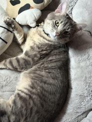 Lost Male Cat last seen Rivertree Dr Oceanside, Oceanside, CA 92058