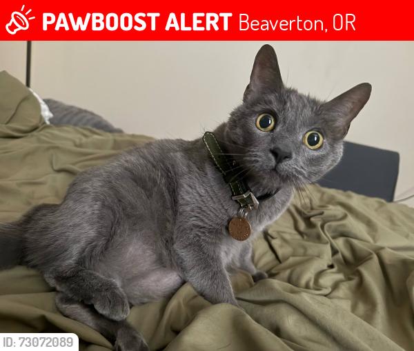 Lost Female Cat last seen Near SW Gingham Ln, Beaverton, OR, Beaverton, OR 97008
