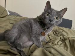 Lost Female Cat last seen Near SW Gingham Ln, Beaverton, OR, Beaverton, OR 97008