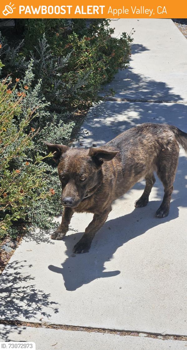 Found/Stray Male Dog last seen Near itasca rd, Apple Valley, CA 92308