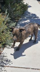 Found/Stray Male Dog last seen Near itasca rd, Apple Valley, CA 92308