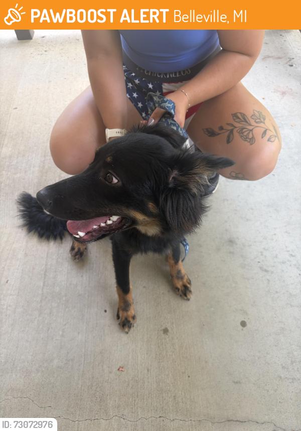 Found/Stray Male Dog last seen Past haggerty on judd, Belleville, MI 48111