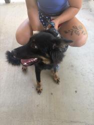 Found/Stray Male Dog last seen Past haggerty on judd, Belleville, MI 48111