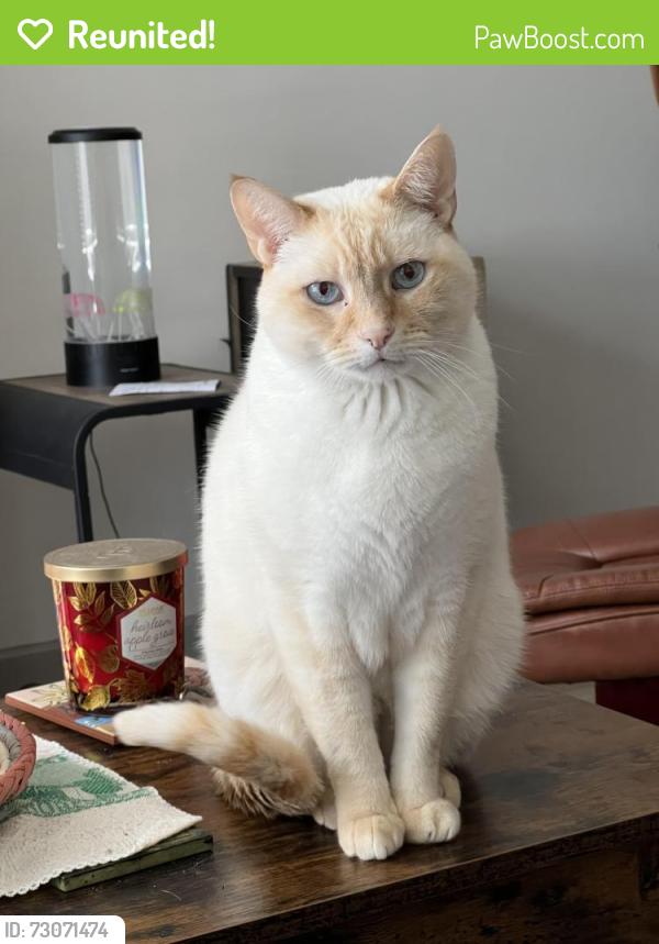 Reunited Male Cat last seen By South Alex apmts and The Shelby Apartmentd , Alexandria, VA 22303