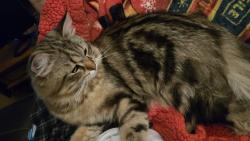 Reunited Male Cat last seen Stuart and mccameron, Lockport, IL 60441