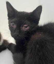 Shelter Stray Male Cat last seen St Pauls Avenue, STATEN ISLAND, NY, 10301, 3139 Veterans Rd W, Staten Island, NY 10309, USA