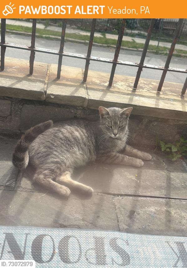 Found/Stray Female Cat last seen Church Lane Yeadon pa 19050, Yeadon, PA 19050