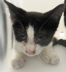 Shelter Stray Male Cat last seen St Pauls Avenue, STATEN ISLAND, NY, 10301, 3139 Veterans Rd W, Staten Island, NY 10309, USA