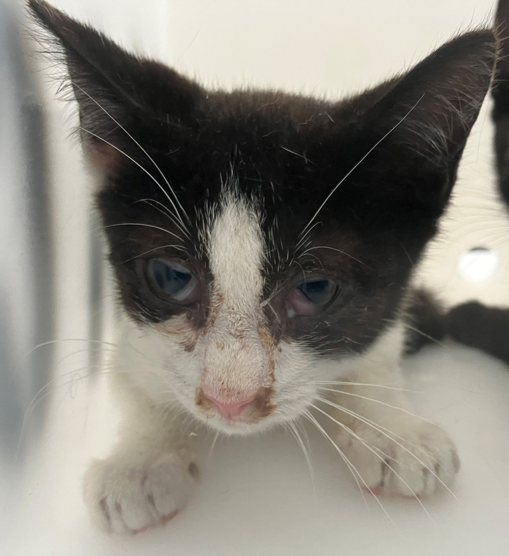 Shelter Stray Male Cat last seen St Pauls Avenue, STATEN ISLAND, NY, 10301, 3139 Veterans Rd W, Staten Island, NY 10309, USA