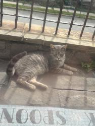 Found/Stray Female Cat last seen Church Lane Yeadon pa 19050, Yeadon, PA 19050