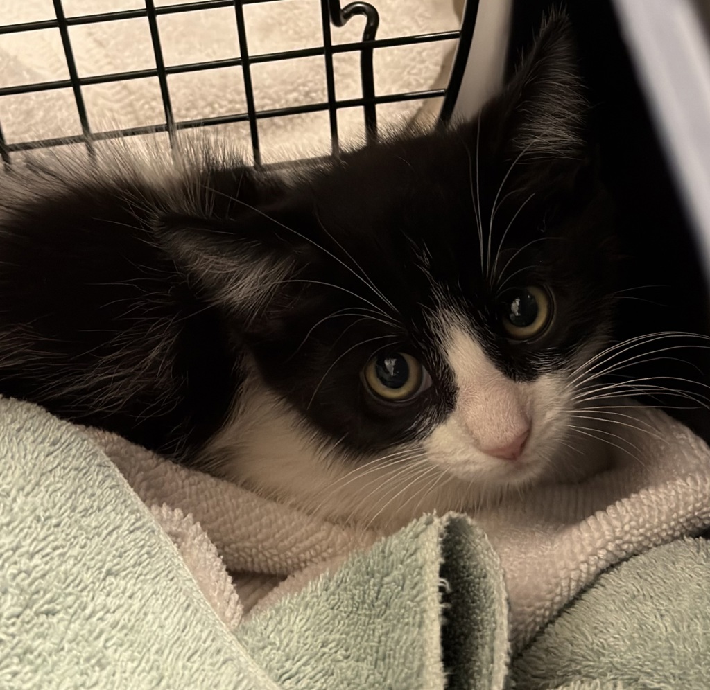 Shelter Stray Male Cat last seen Near Lura Avenue, El Cajon, CA, 92020, El Cajon, CA 92020, USA